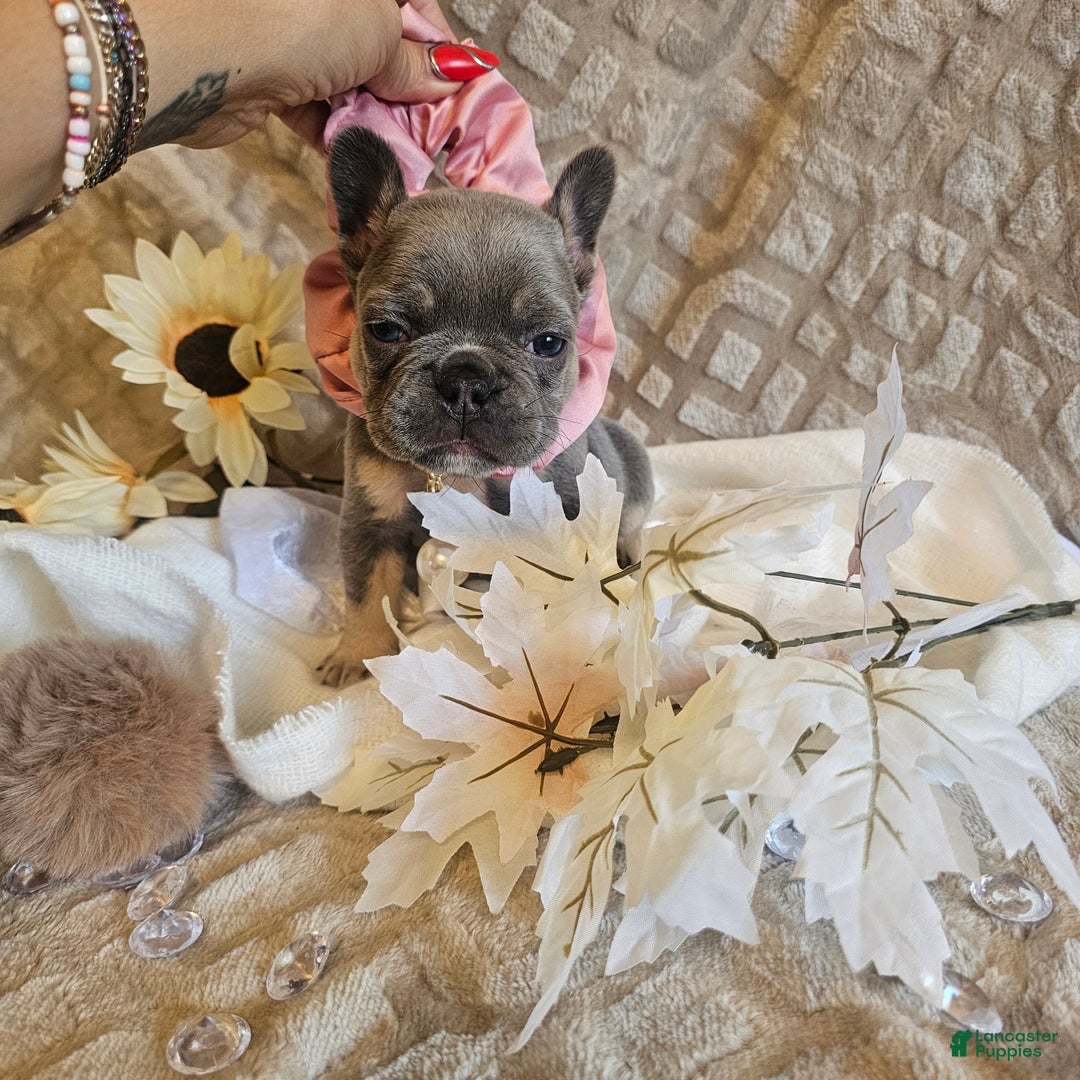 French Bulldog dogs for sale: Velour AKC Fluffy Carrier  - Ad 33