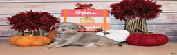 Chihuahua dogs for sale: Rafferty - Ad 2