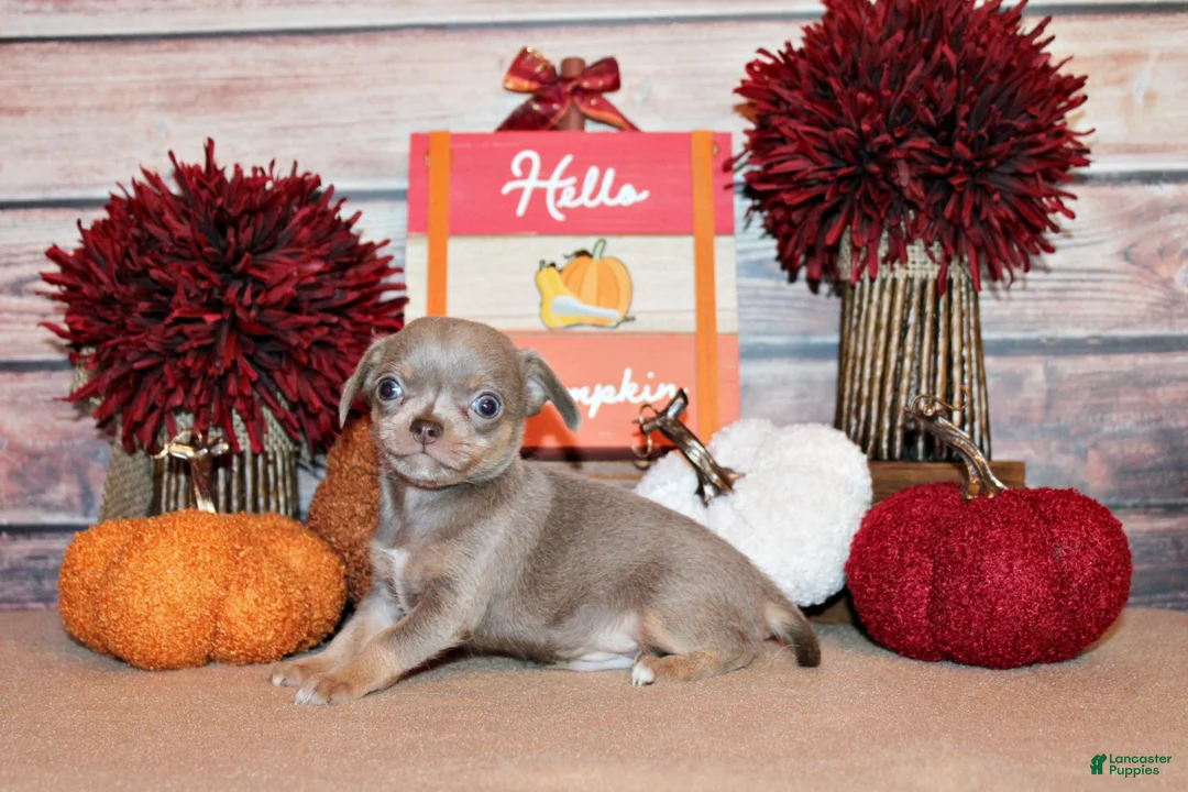 Chihuahua dogs for sale: Rafferty - Ad 2