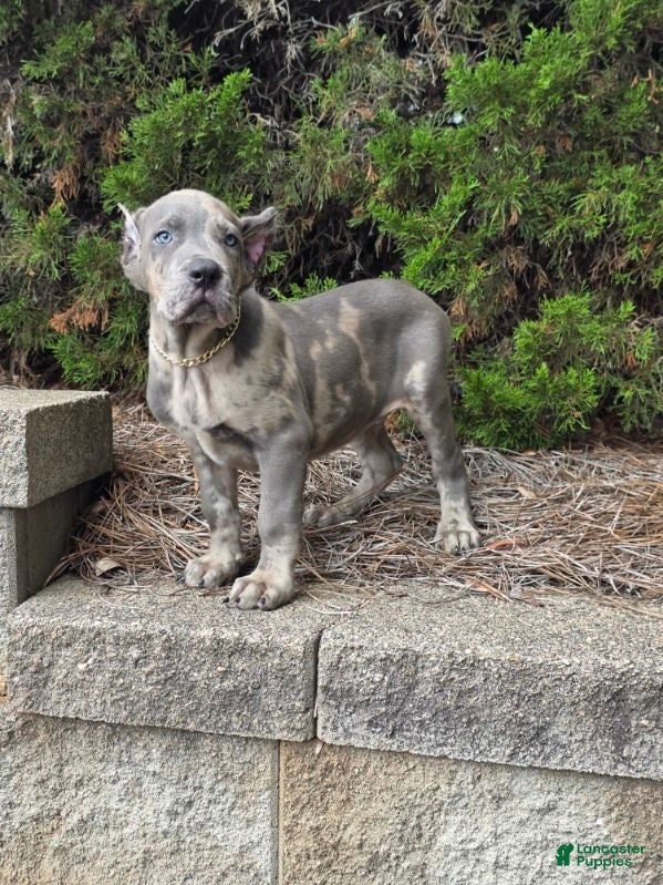 Cane Corso dogs BLUE PUZZLE - Ad 1