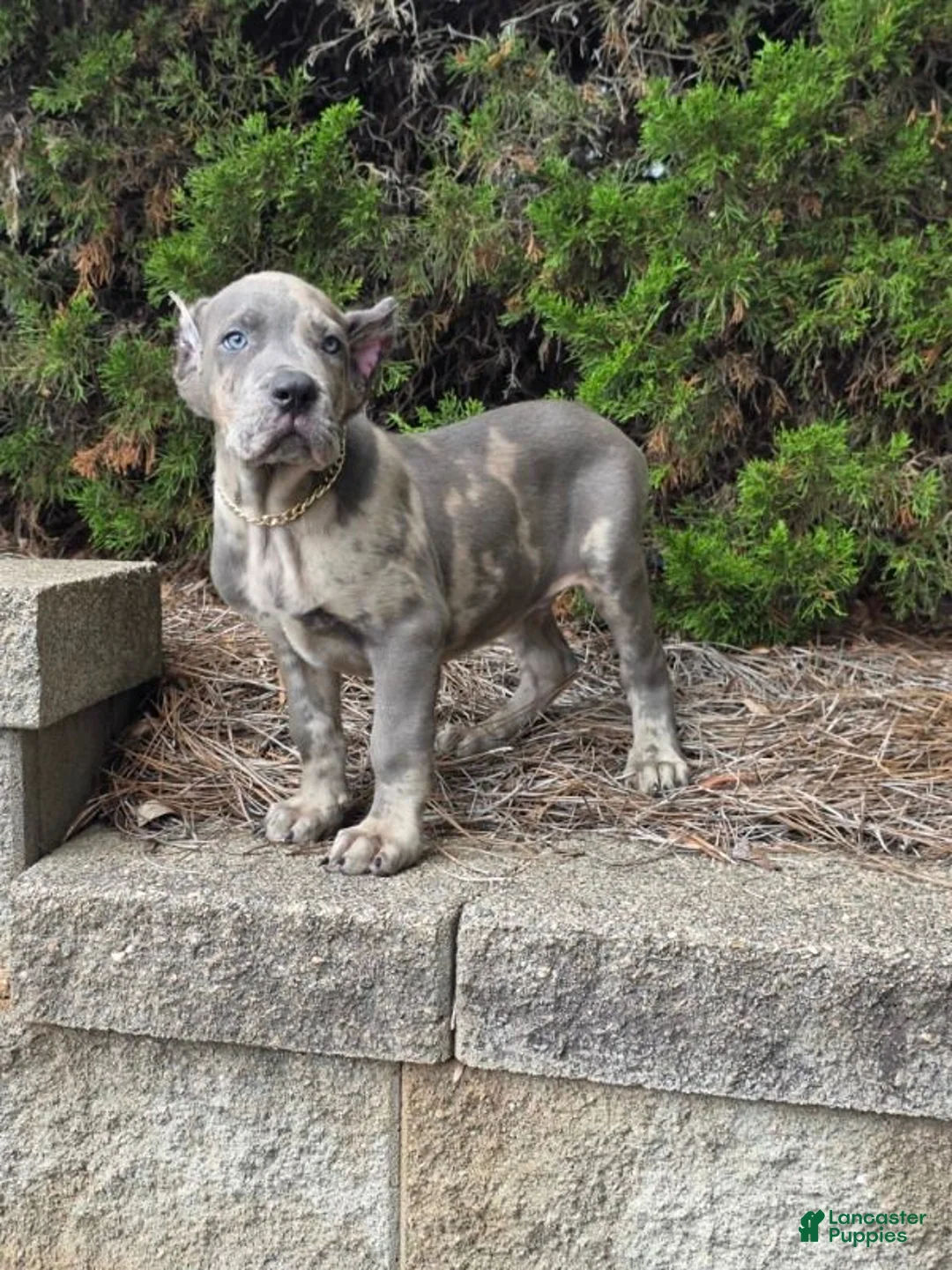 Cane Corso dogs for sale: BLUE PUZZLE - Ad 1