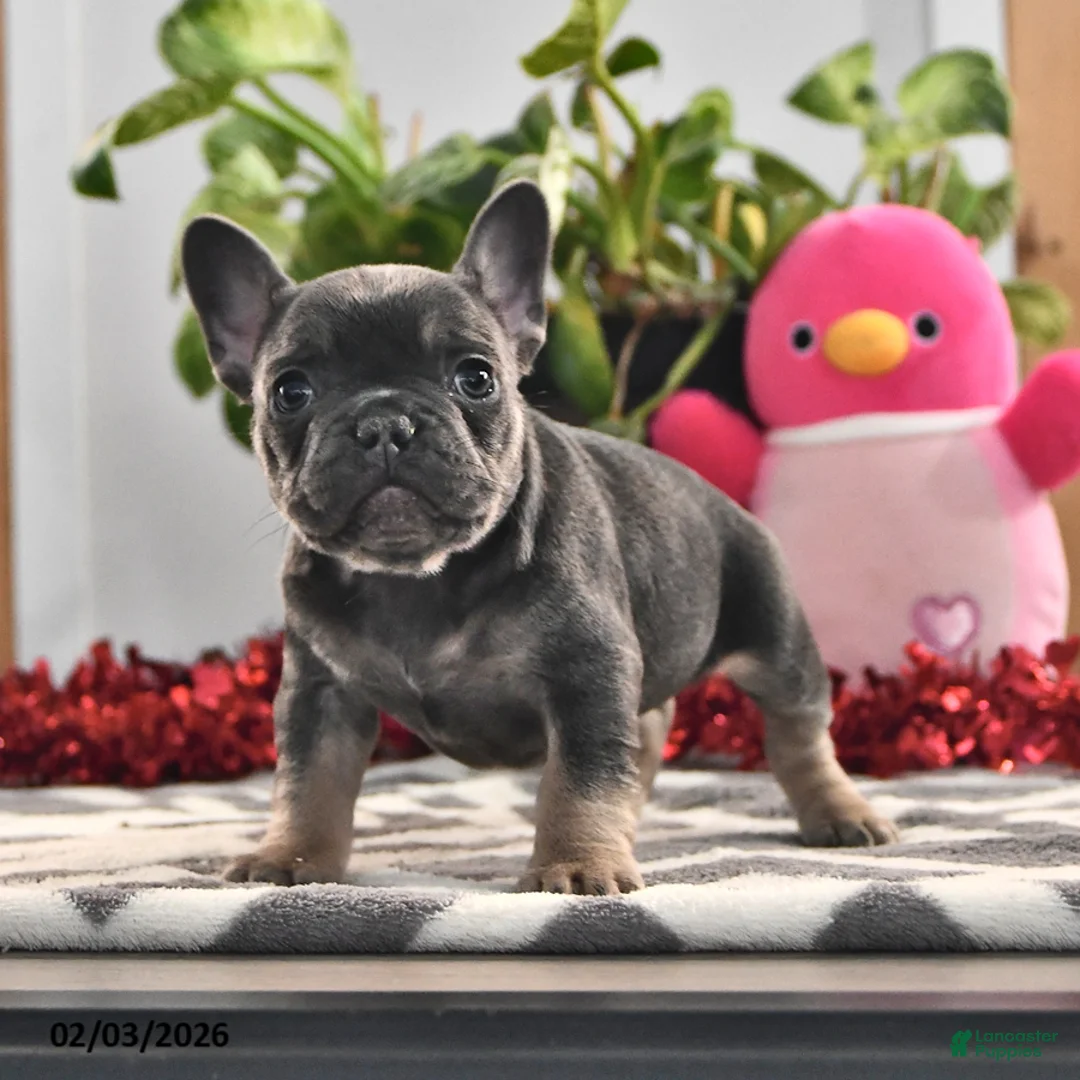 French Bulldog dogs for sale: Freckles - Ad 2