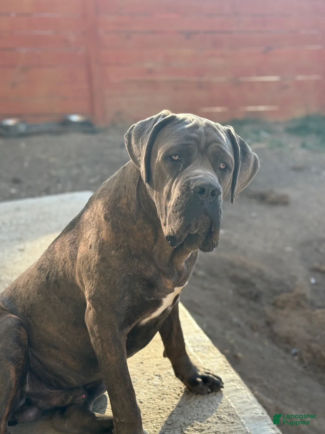 Cane Corso dogs for stud: Apollo  - Ad 3