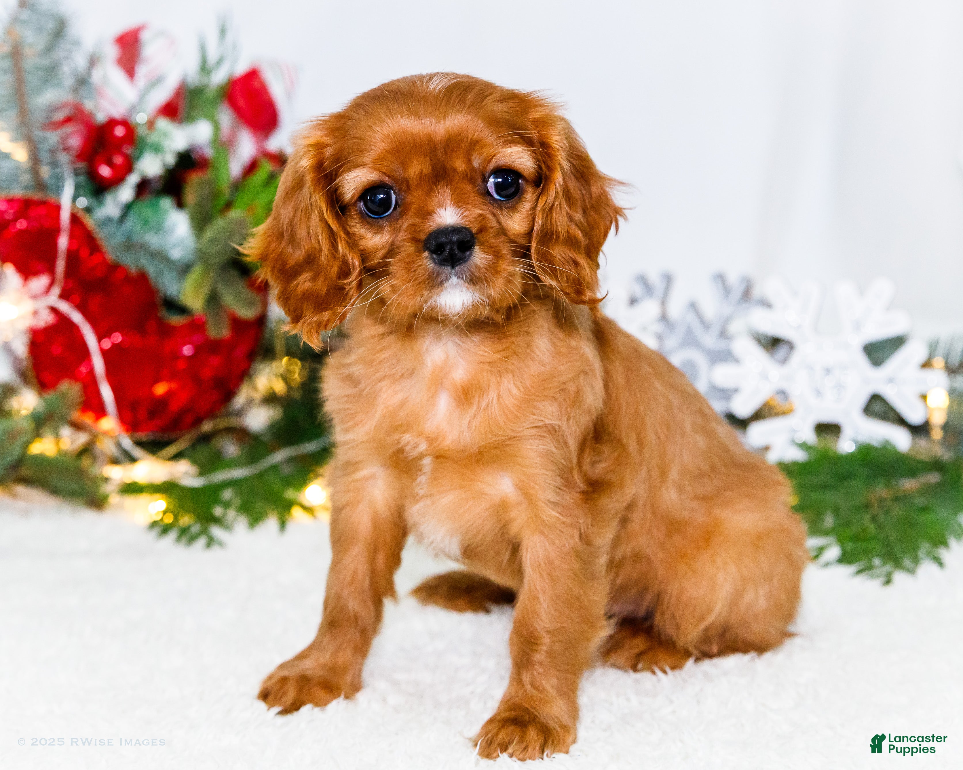 Cavalier King Charles Spaniel dogs Joy - Ad 15
