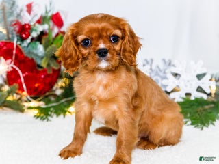 Cavalier King Charles Spaniel dogs Joy - Ad 16