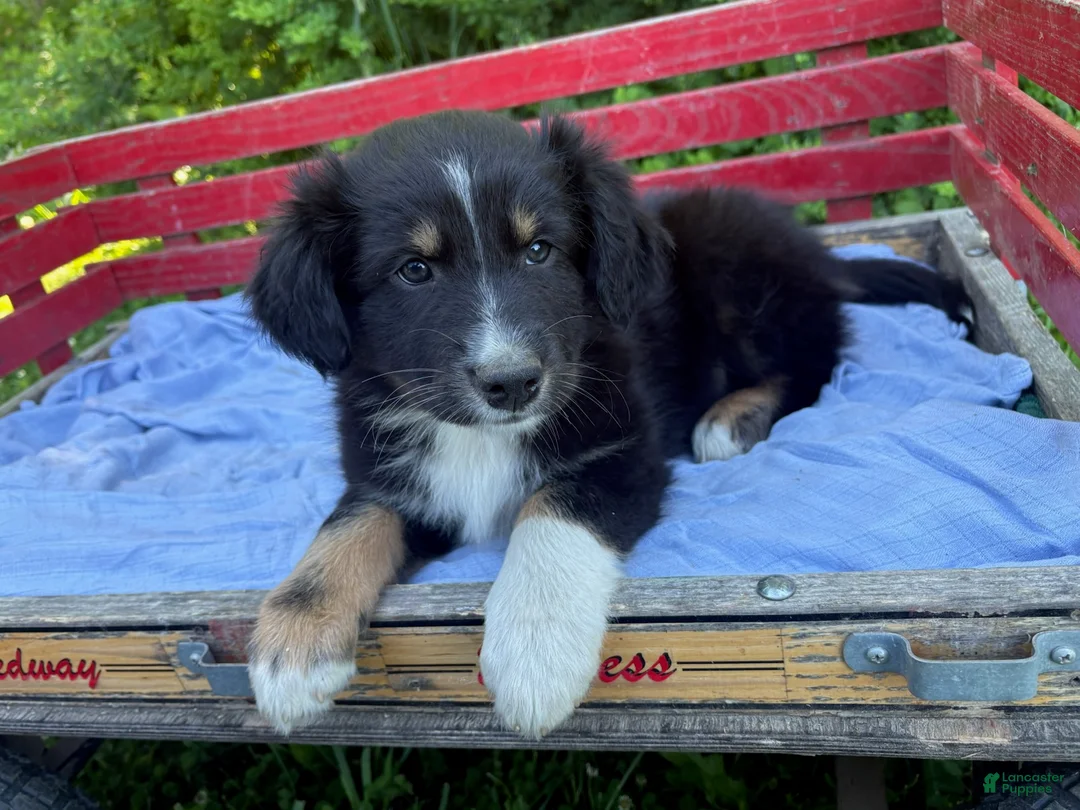 Australian Shepherd dogs for sale: Charcoal - Ad 2