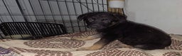 German Shepherd dogs for sale: Luna (8) - Ad 6