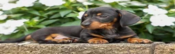 Miniature Dachshund dogs for sale: Houston🐾 - Ad 6
