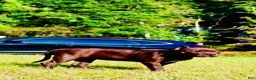 American Bully dogs for sale: American Bully 1 - Ad 3