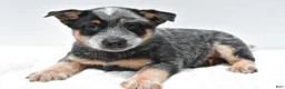 Australian Cattle Dog dogs for sale: Tucker - Ad 6