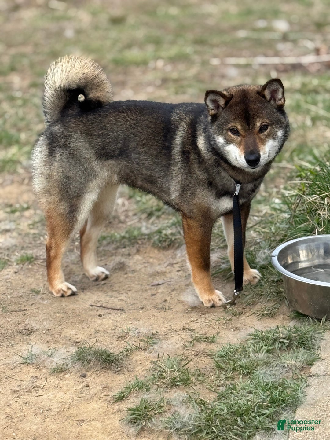 Shiba Inu dogs for sale: Shiba Inu Puppy 2 - Ad 4