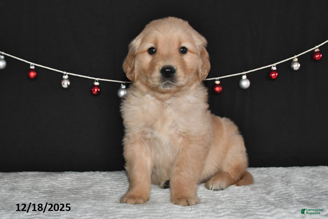 Golden Retriever dogs for sale: Abner - Ad 2