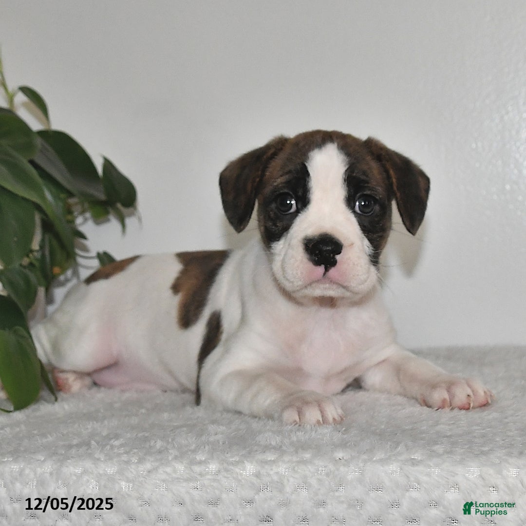 Mixed Breed dogs for sale: Tinsley - Ad 2