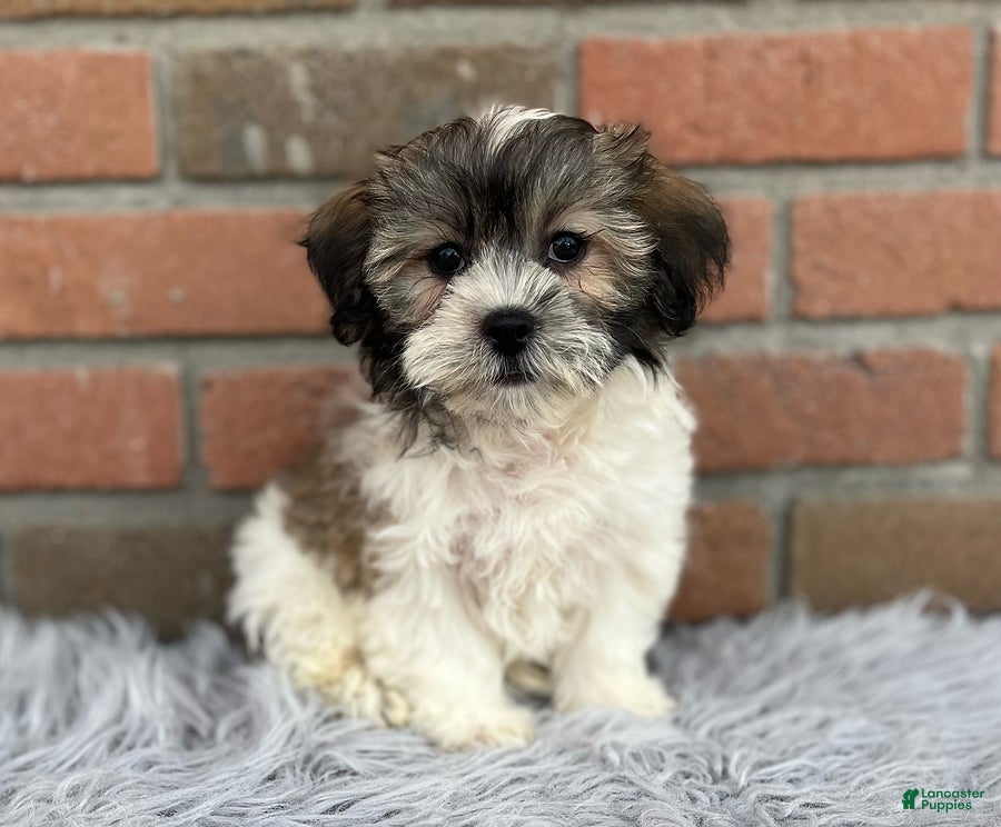 Teddy Bear dogs Mandie - Ad 1