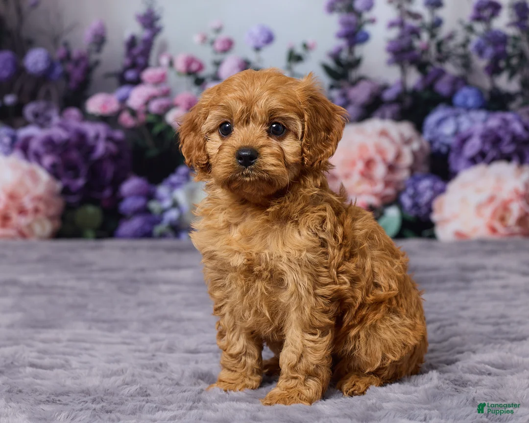 Cavapoo dogs for sale: Caramello - Ad 2