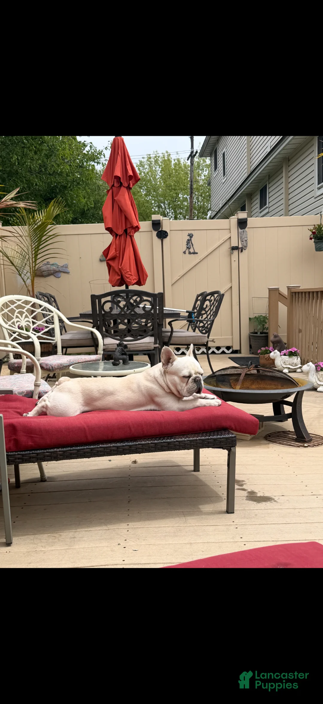 French Bulldog dogs for stud: ROCKY - Ad 1