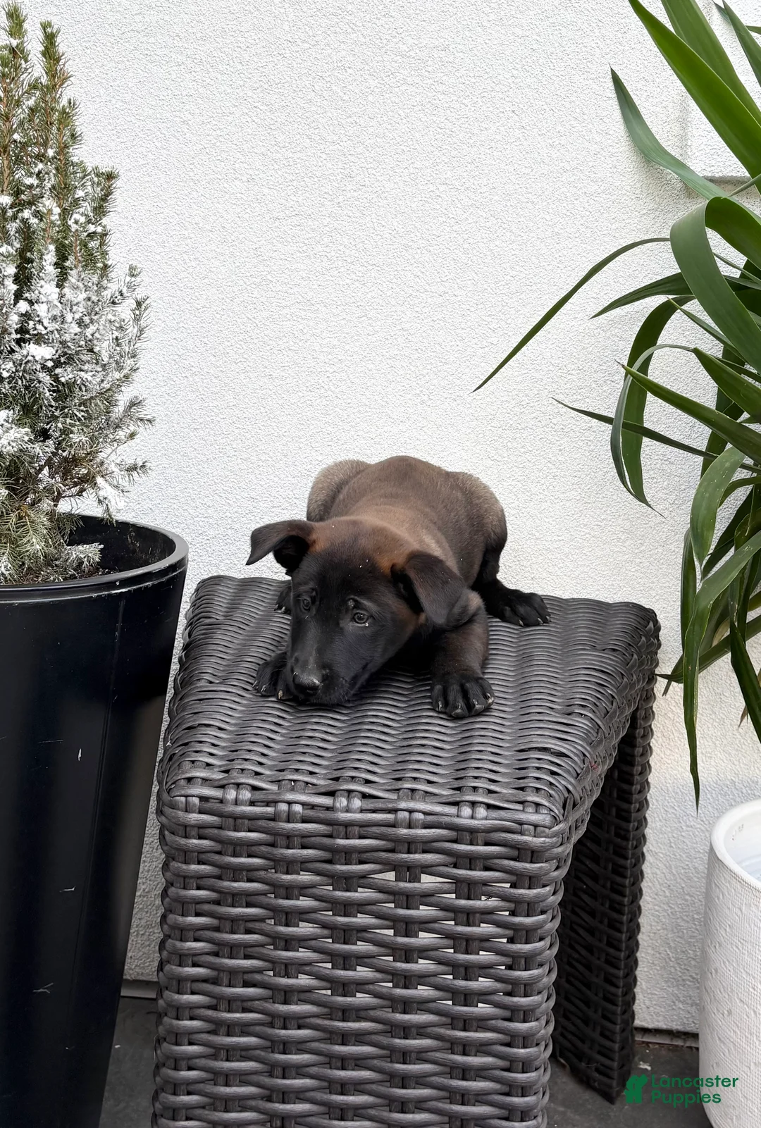 Belgian Malinois dogs for sale: Belgian Malinois Puppy (Mocha) - Ad 3