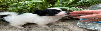 Mixed Breed 3