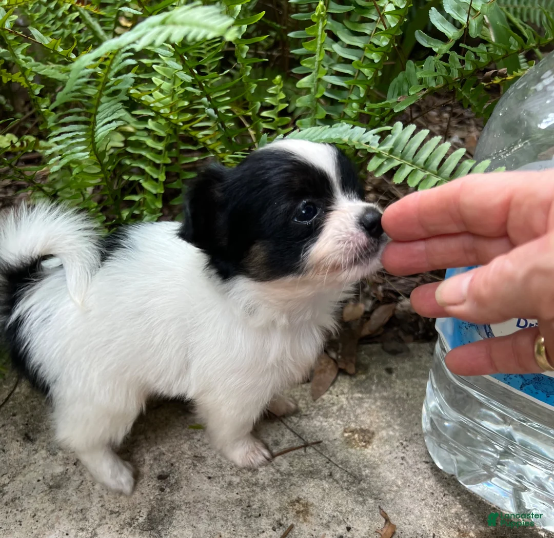 Mixed Breed dogs for sale: Mixed Breed 3 - Ad 1