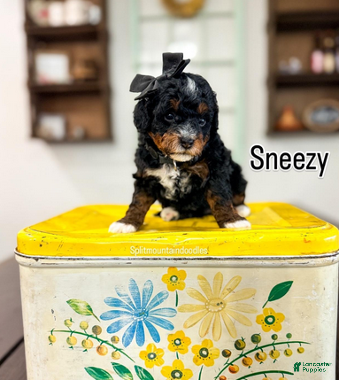 Bernedoodle dogs for sale: Sneezy - Ad 1