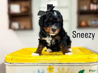 Bernedoodle dogs Sneezy - Ad 20