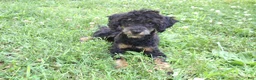 Miniature Poodle dogs for sale: Bella - Ad 1