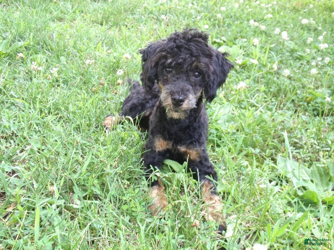 Miniature Poodle dogs for sale: Bella - Ad 1