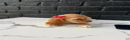 Cocker Spaniel dogs for sale: 🌸 Bambi 🌸 - Ad 6