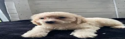 Cockapoo dogs for sale: Lady  - Ad 5