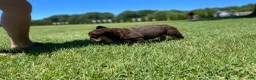French Bulldog dogs for sale: Chewy - Ad 3