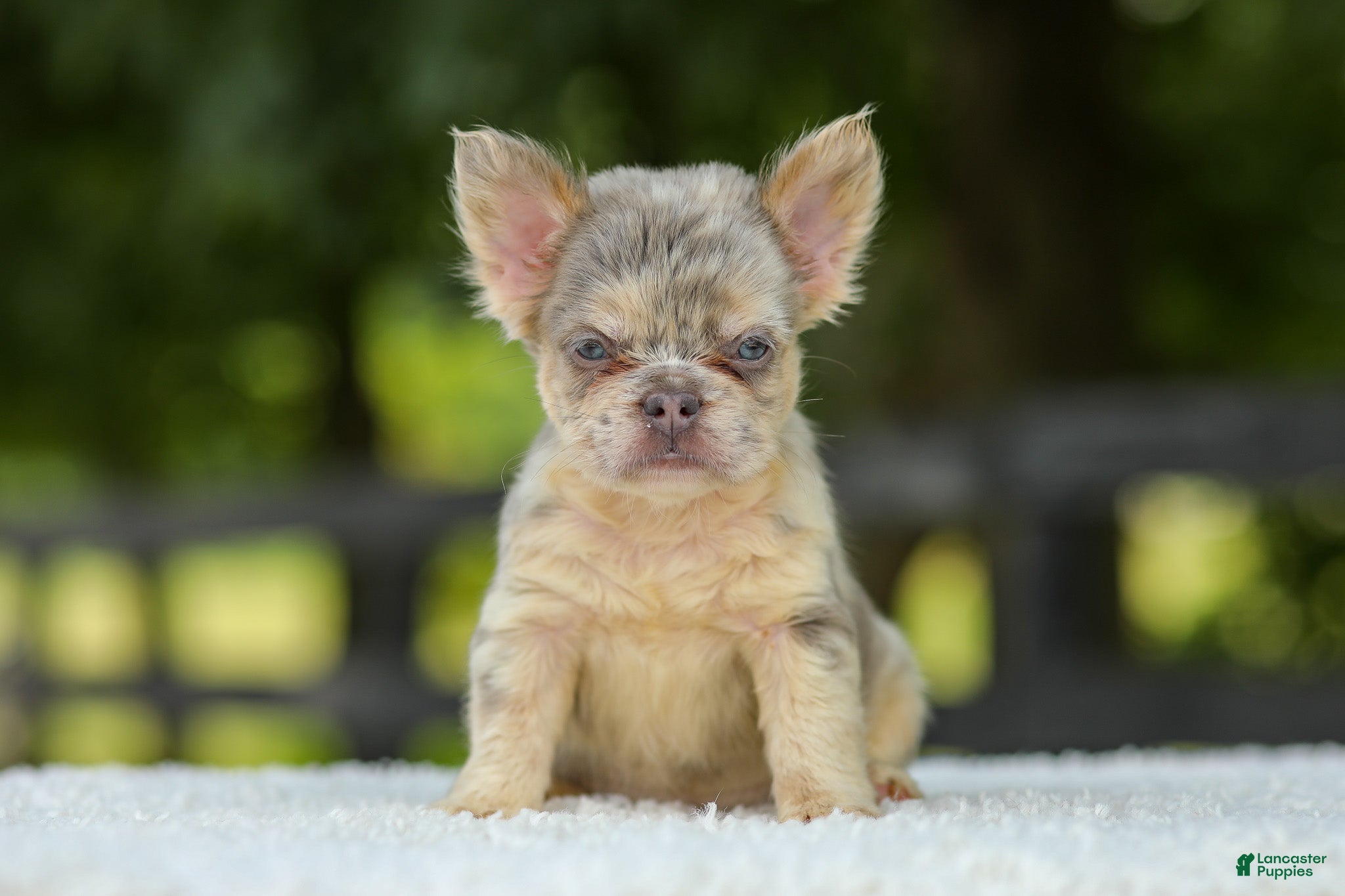 French Bulldog dogs Lacy - Ad 1