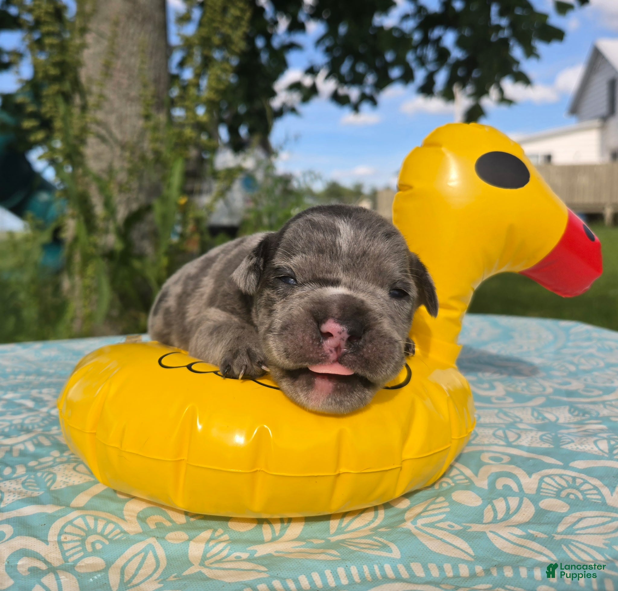 Olde English Bulldogge dogs Marshall - Ad 2