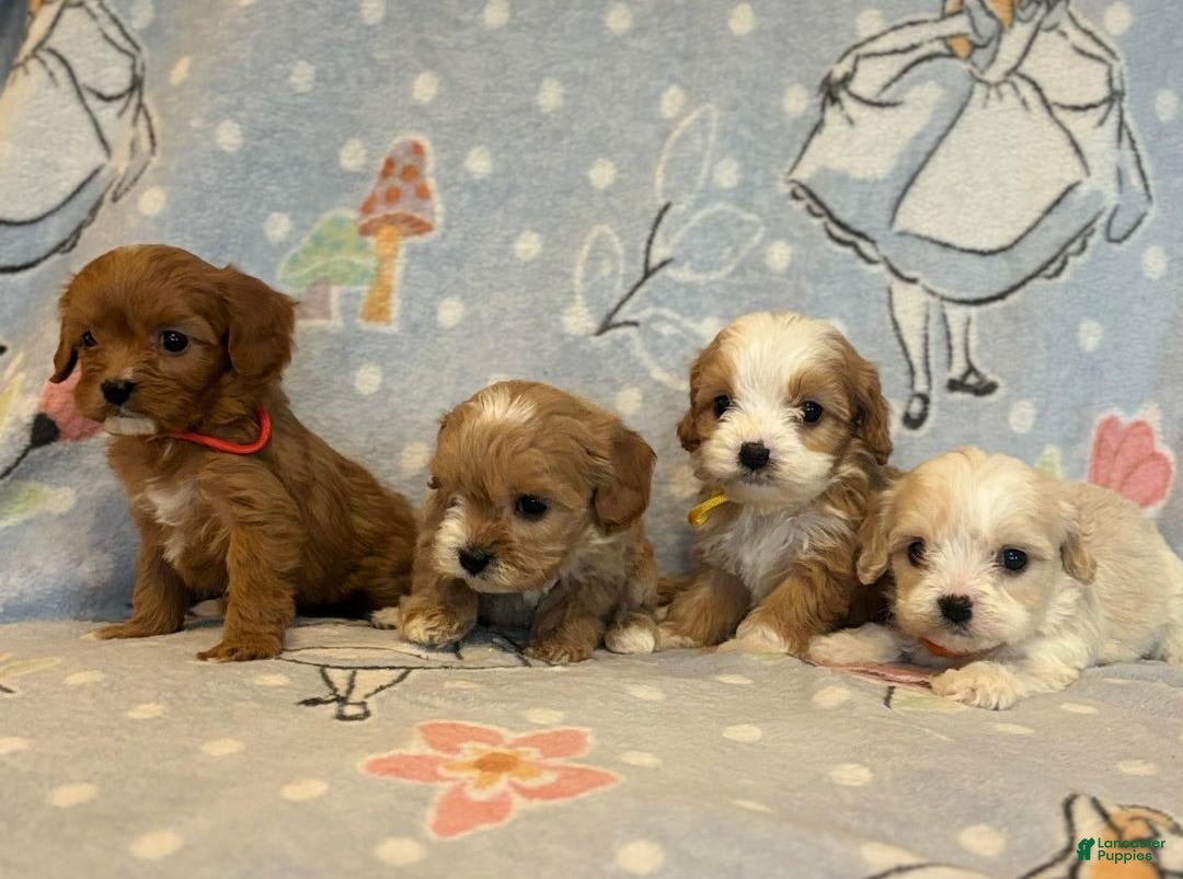 Cavapoo dogs for sale: Bill - Ad 13