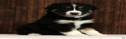 Miniature Australian Shepherd dogs for sale: Rose - Ad 7