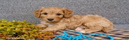 Cavapoo dogs for sale: Poncho - Ad 1