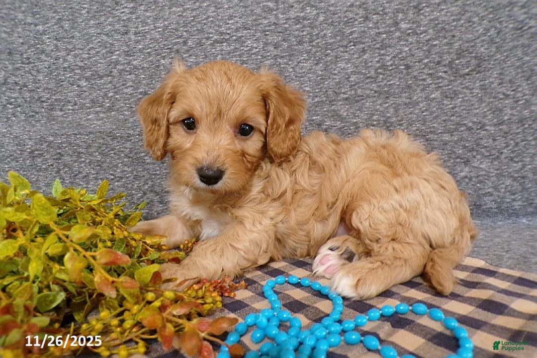 Cavapoo dogs for sale: Poncho - Ad 1