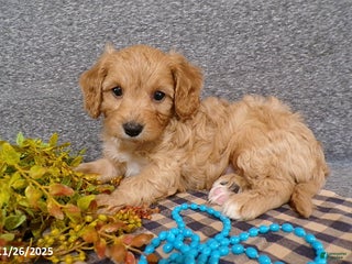 Cavapoo dogs Poncho - Ad 32