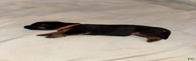 German Shepherd 2
