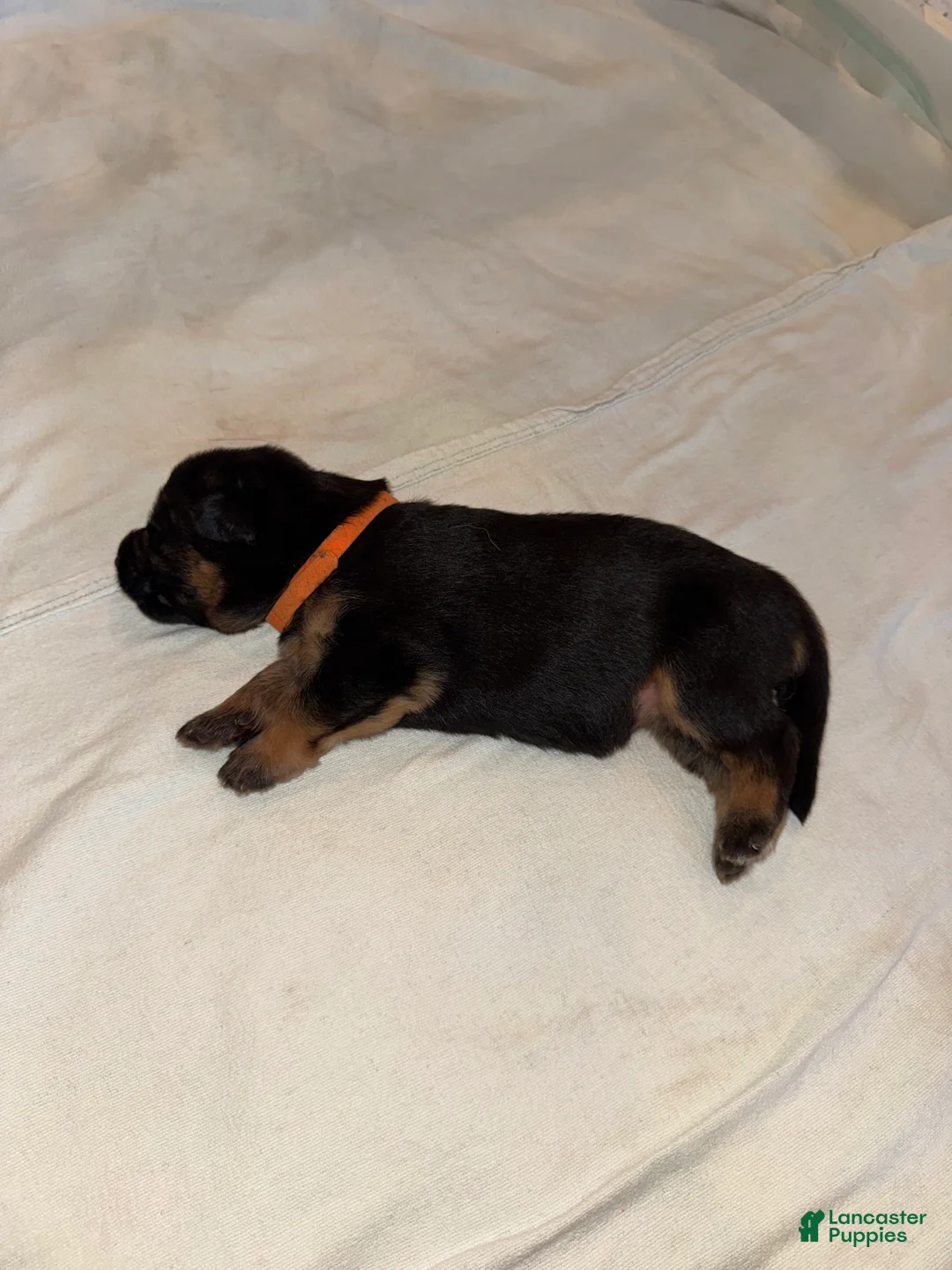 German Shepherd dogs for sale: German Shepherd 2 - Ad 1