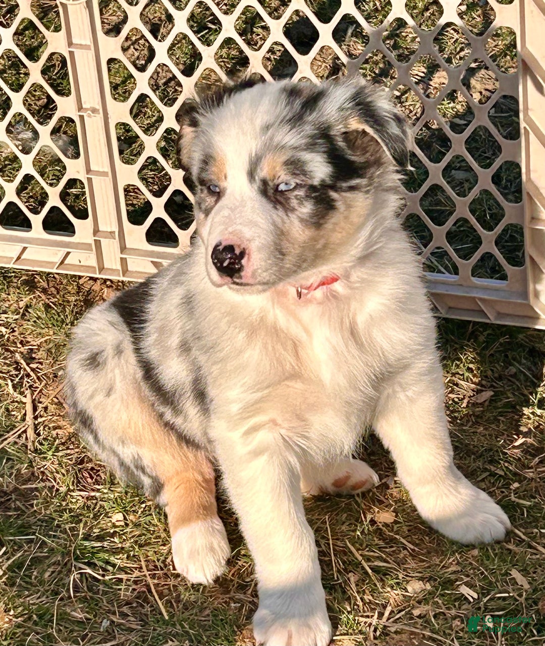 Australian Shepherd dogs for sale: Ringo - Ad 2