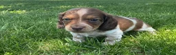 Miniature Dachshund dogs for sale: Cooper - Ad 14