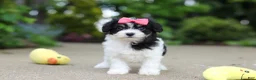Cavachon dogs for sale: Angela - Ad 7