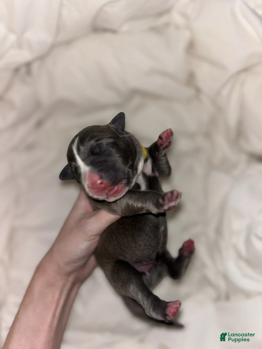 Cane Corso dogs for sale: Cane Corso Litter - Blue Dilutes - Ad 9