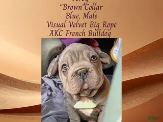 French Bulldog dogs Percy “Brown” Collar, Male - Ad 40