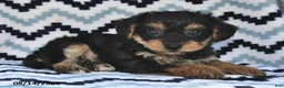 Yorkiepoo dogs for sale: Sunny  - Ad 4