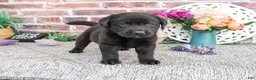 Labrador Retriever dogs for sale: Emilee - Ad 4