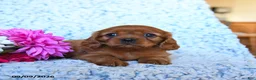 Cavalier King Charles Spaniel dogs for sale: Zara - Ad 5