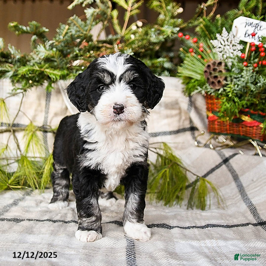 Mini Bernedoodle dogs for sale: Millie - Ad 3