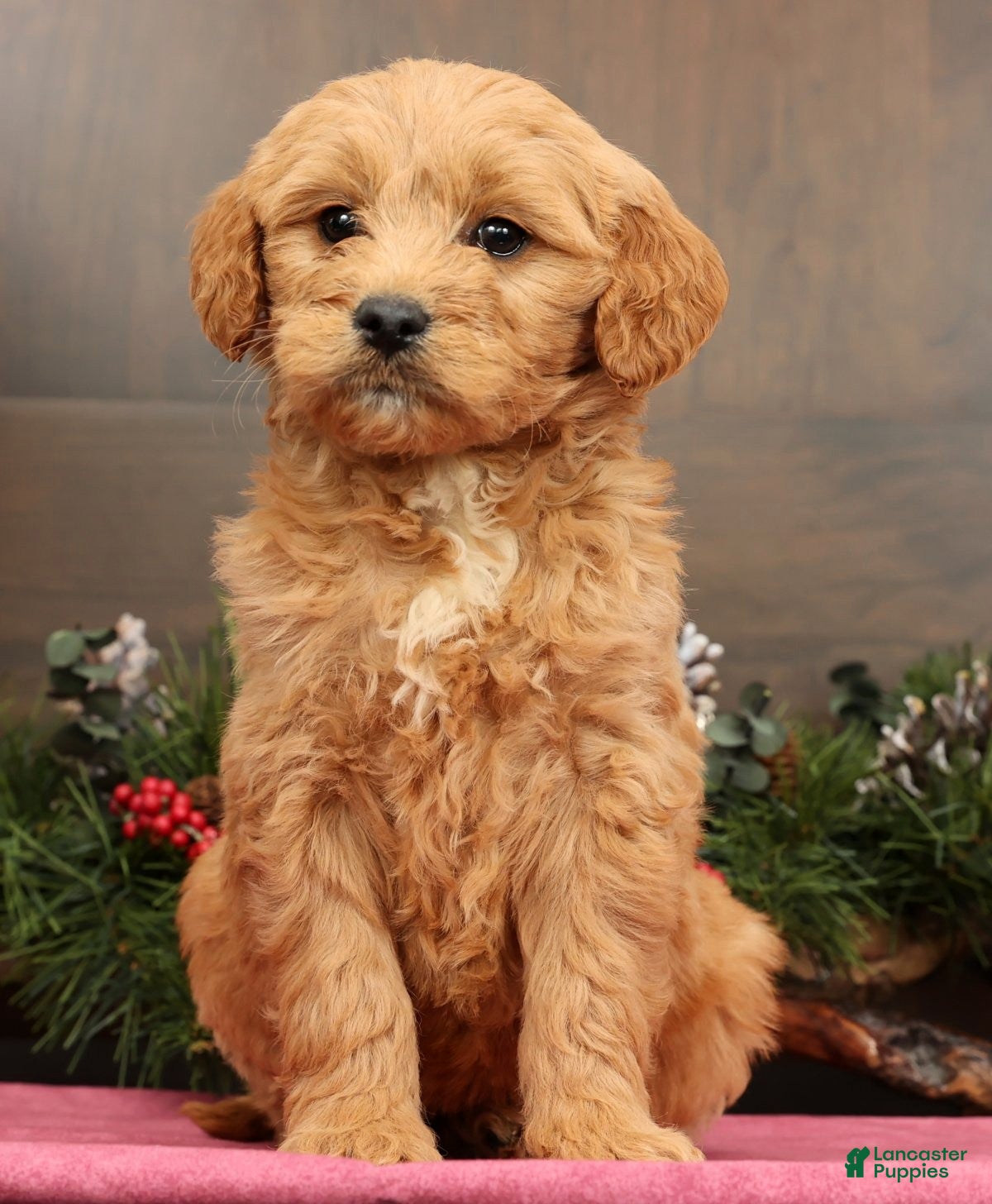Mini Goldendoodle dogs Paisley - Ad 42