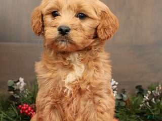 Mini Goldendoodle dogs Paisley - Ad 3